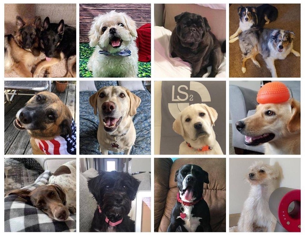 dog friendly workplace